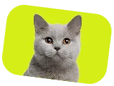 Котик після грумінгу